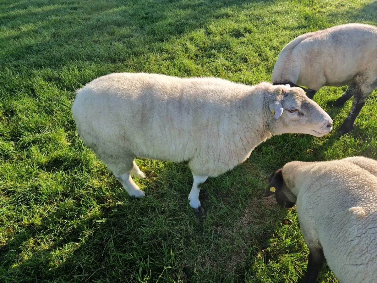 Belclare Ram - Image 3