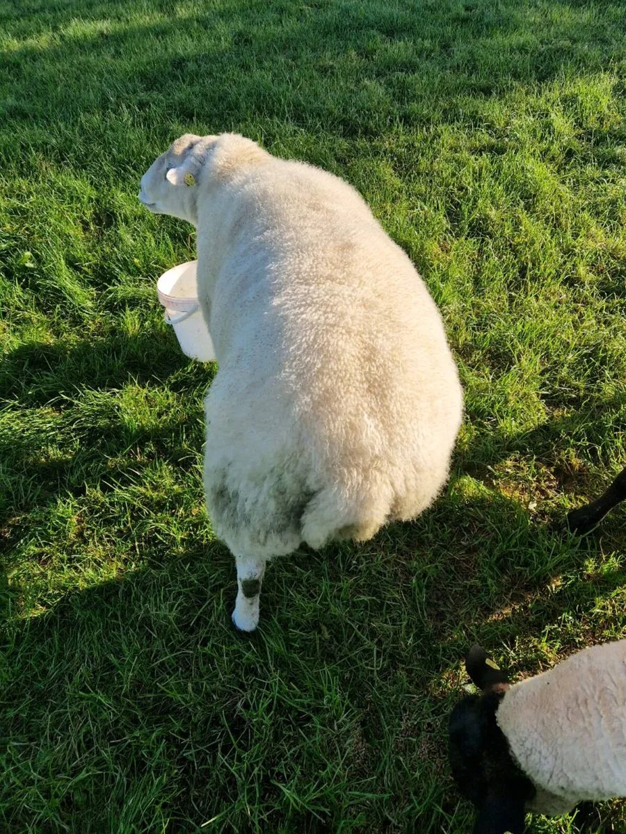 Belclare Ram - Image 4