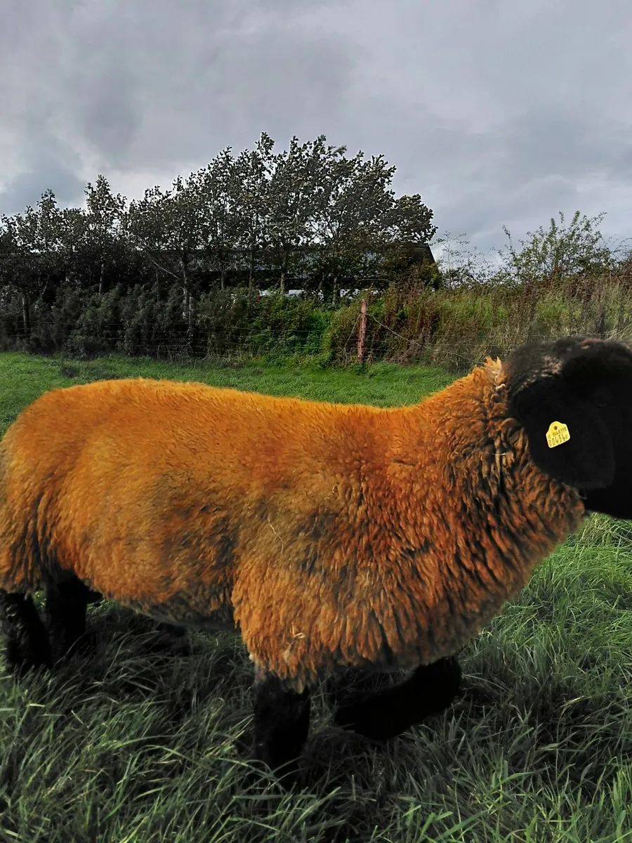 Pedigree Suffolk Ram Lamb - Image 2