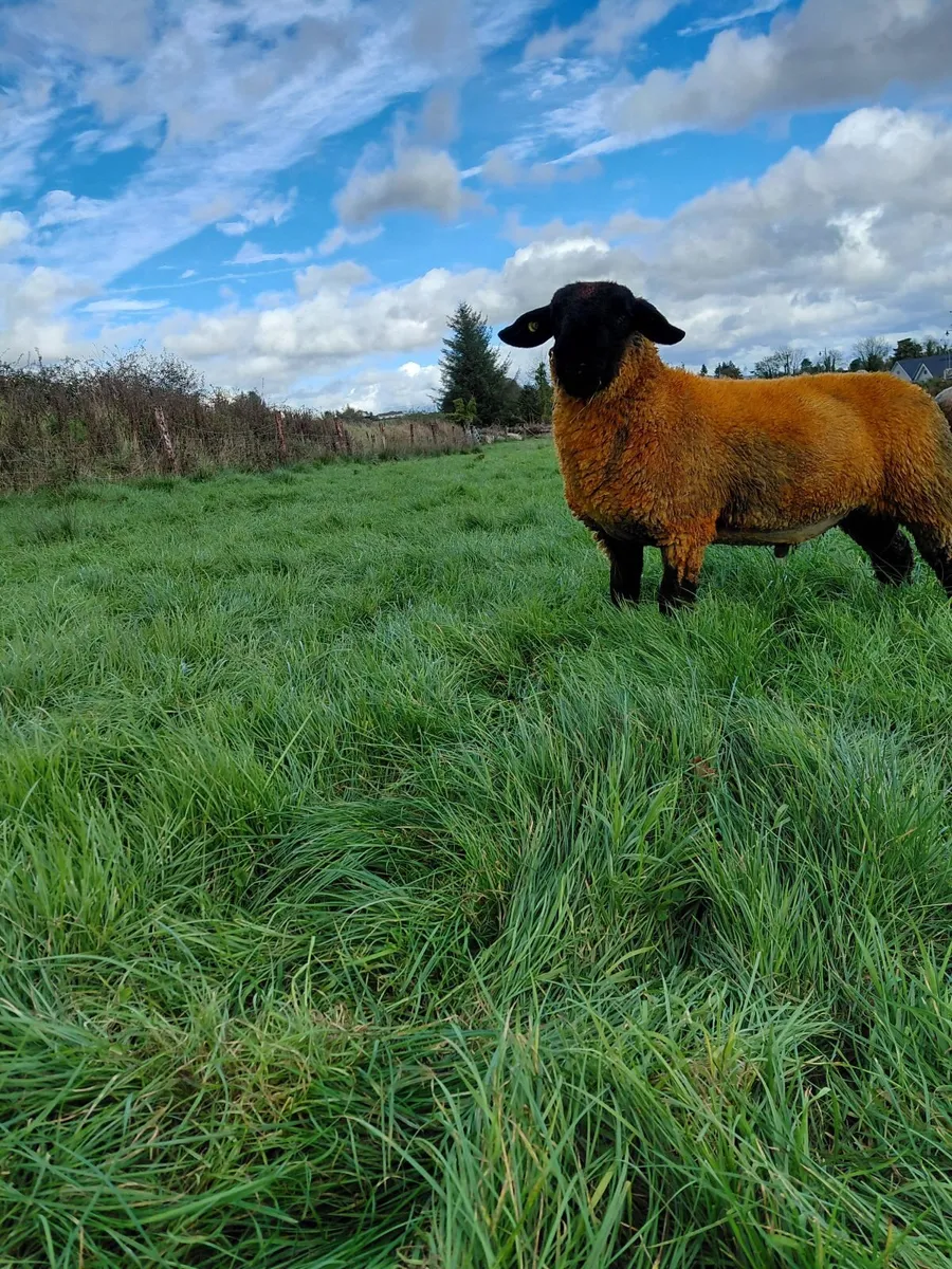 Pedigree Suffolk Ram Lamb - Image 1