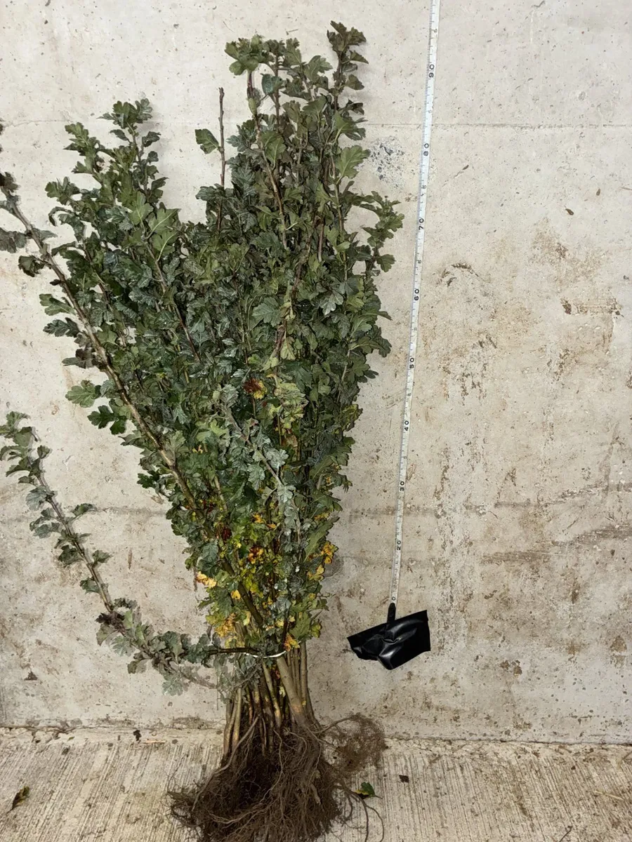 Whitethorn Hedging 60-90cm - €60 per 100 - Image 3