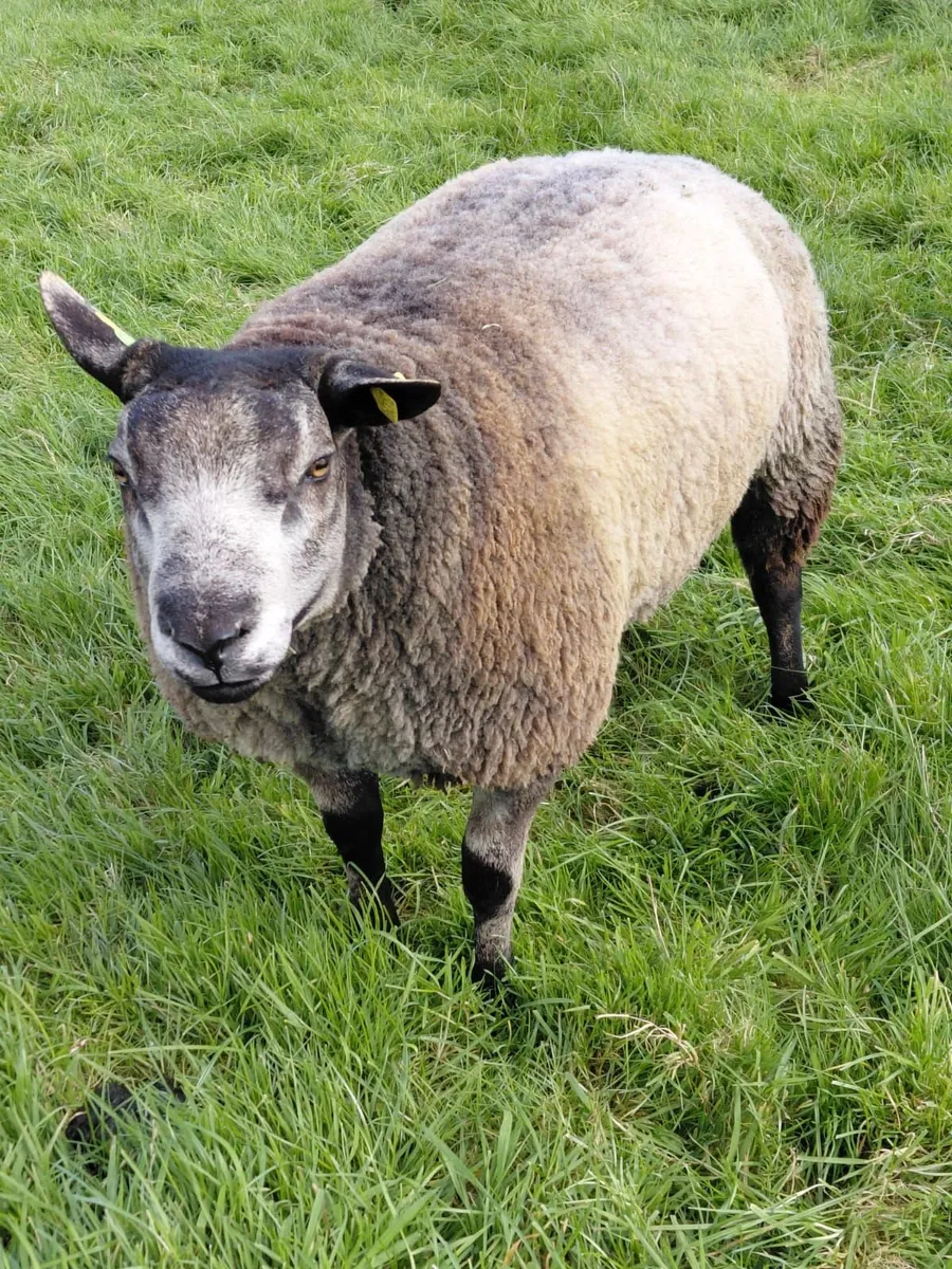 Pedigree Suffolk Ram Lamb - Image 3
