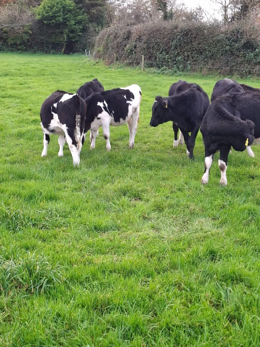 Weanling heifers Holstein friesan - Image 1