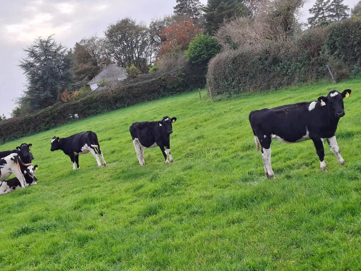 Weanling heifers Holstein friesan - Image 2