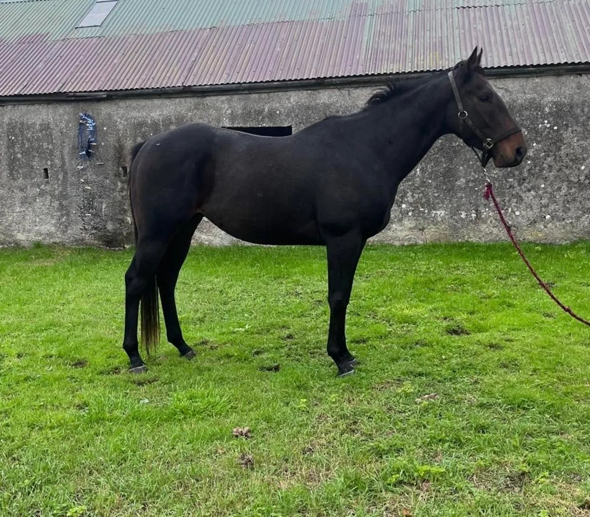 16hh allrounder - Image 1