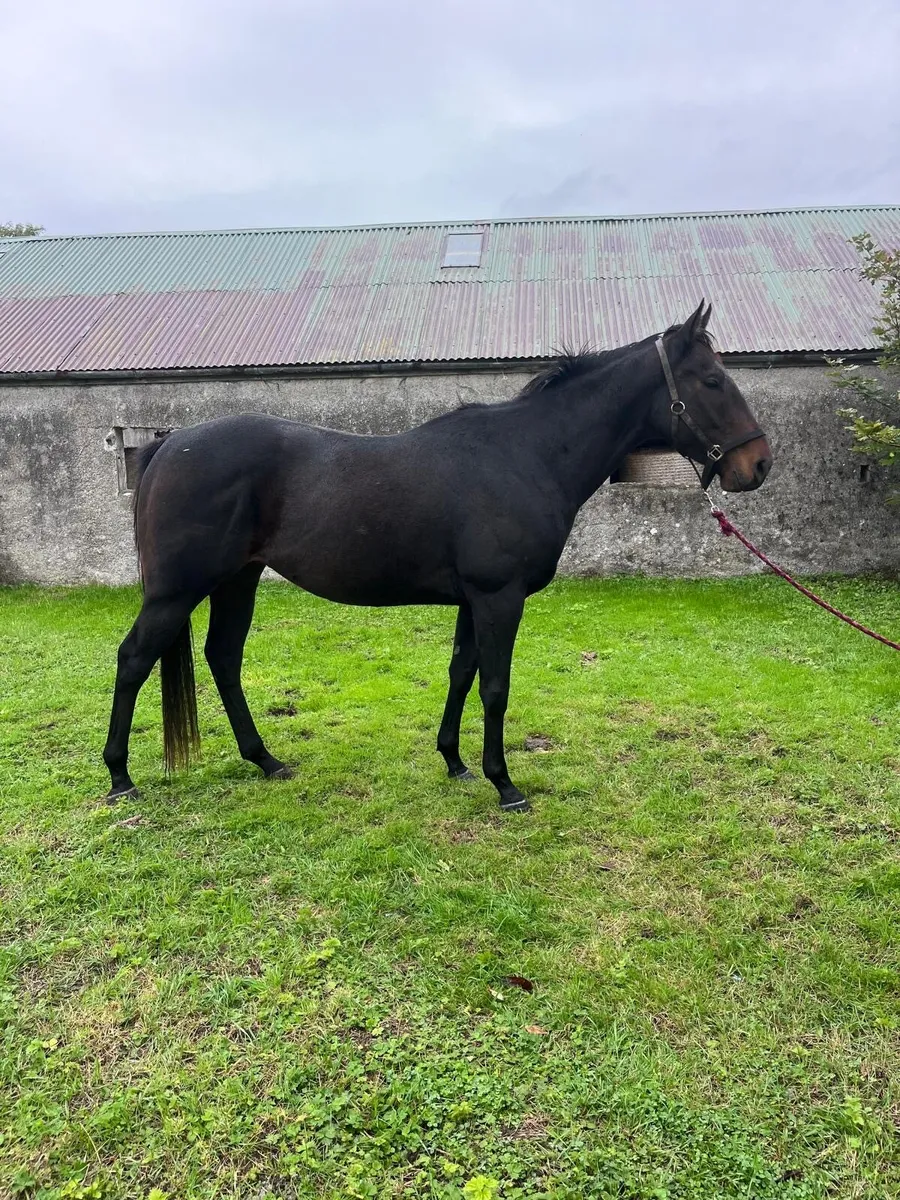 16hh allrounder - Image 2