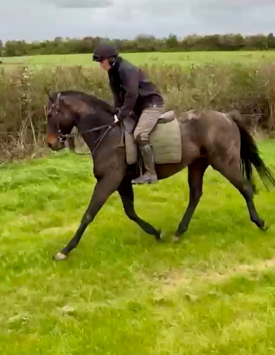 16hh allrounder - Image 4