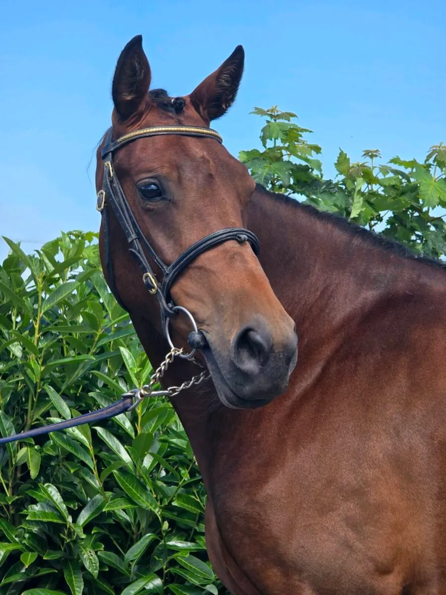 LILLY - Image 2