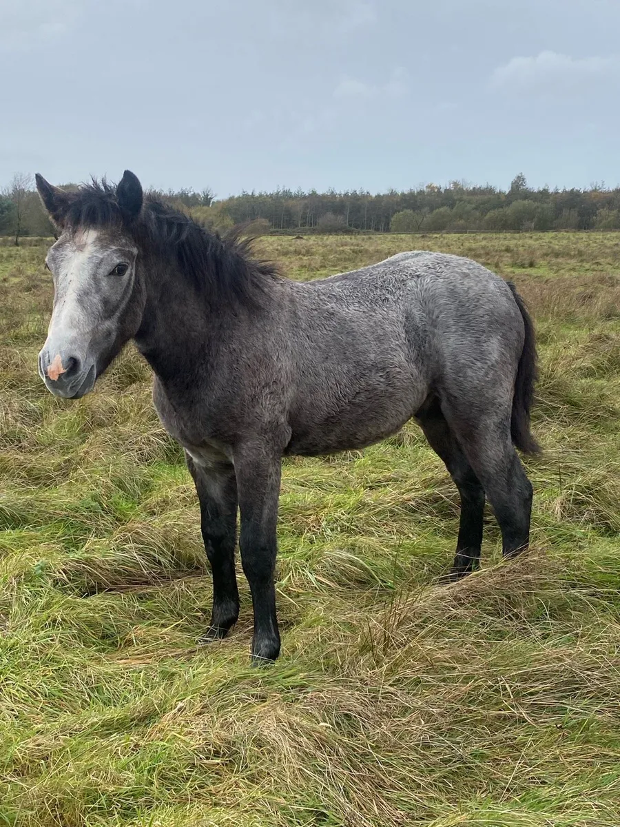 Connemara foals - Image 1