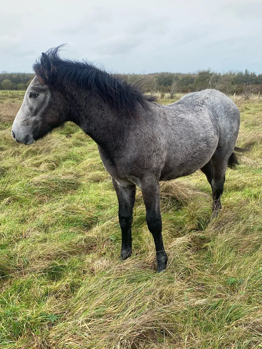 Connemara foals - Image 2