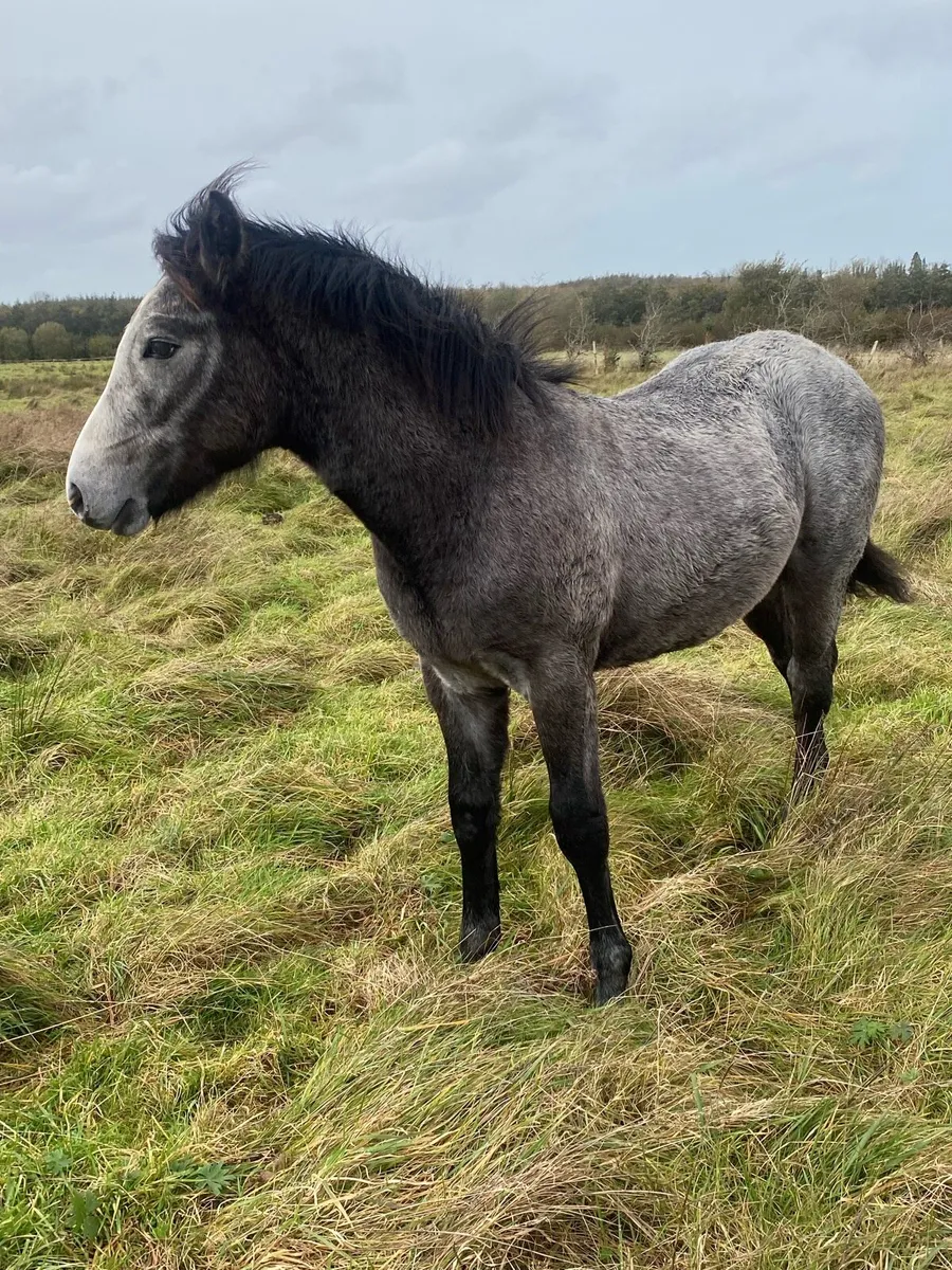 Connemara foals - Image 3