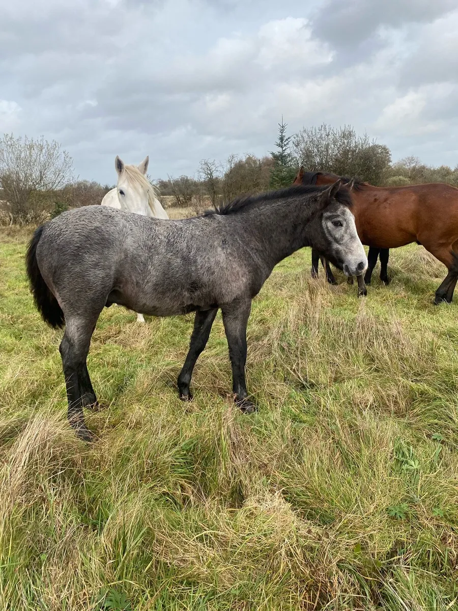 Connemara foals - Image 4