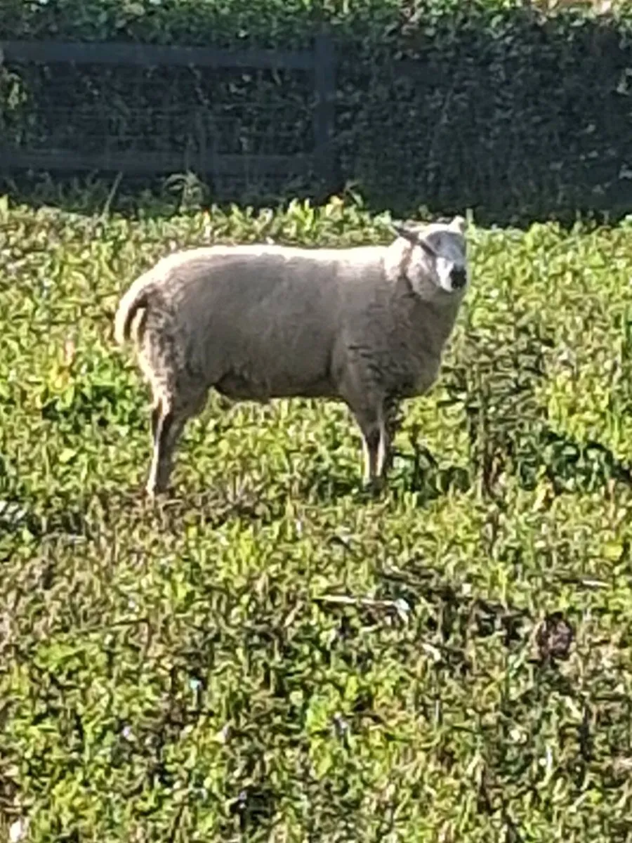 Ram - Image 2