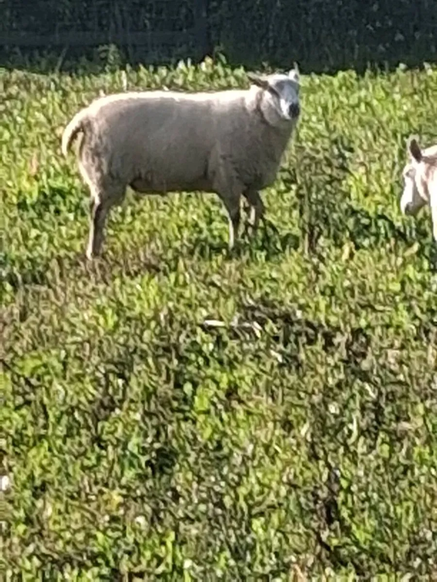 Ram - Image 3