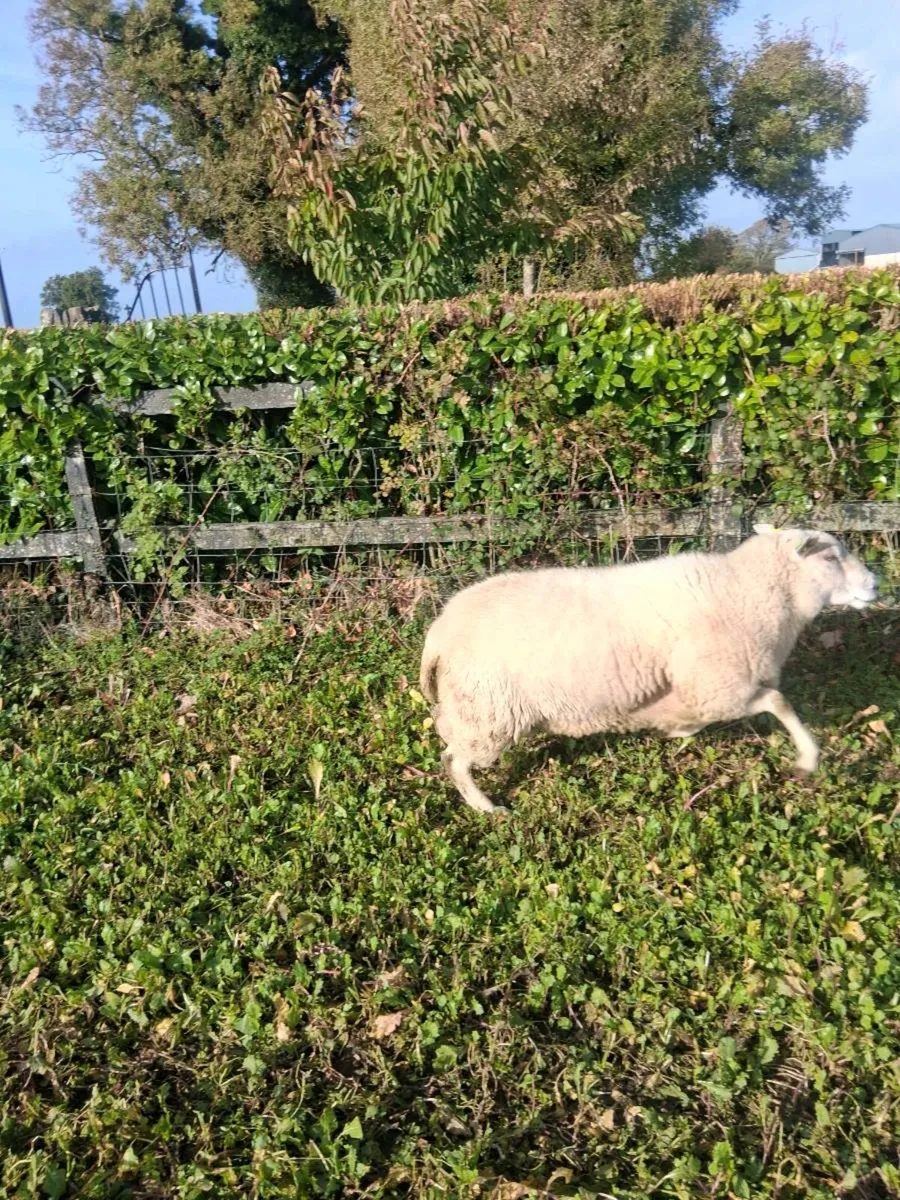 Ram - Image 1