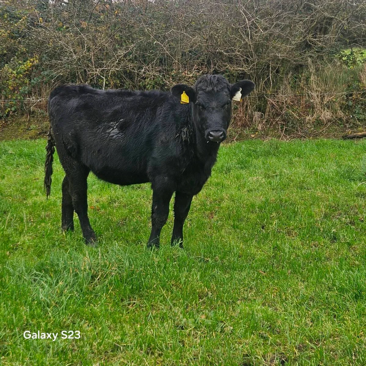 Angus Heifers - Image 3