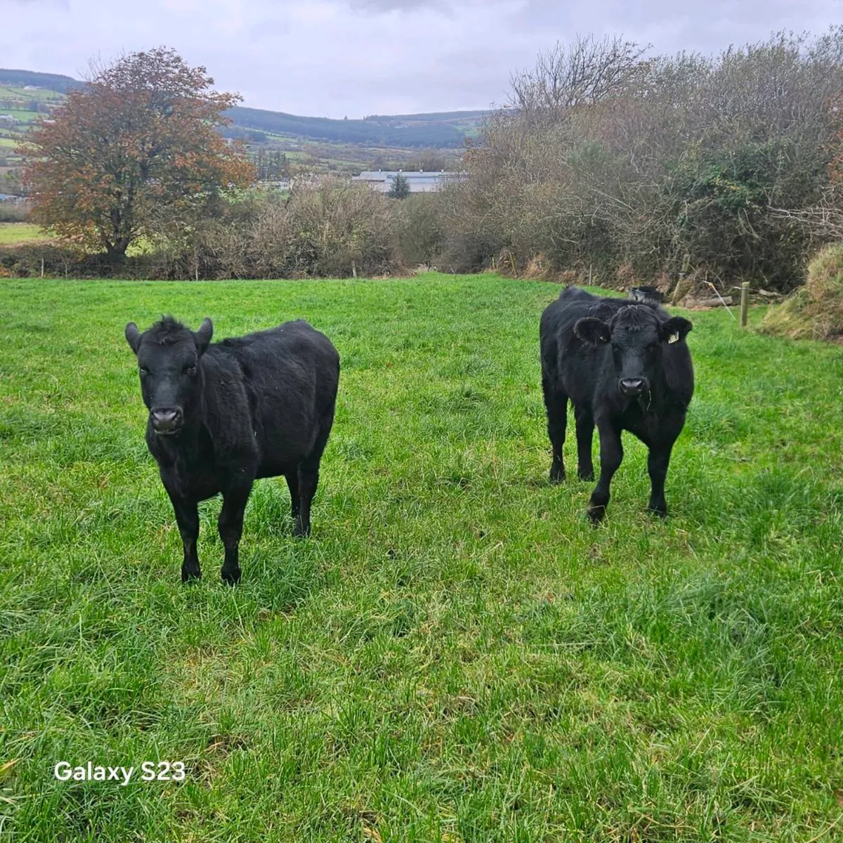 Angus Heifers - Image 4