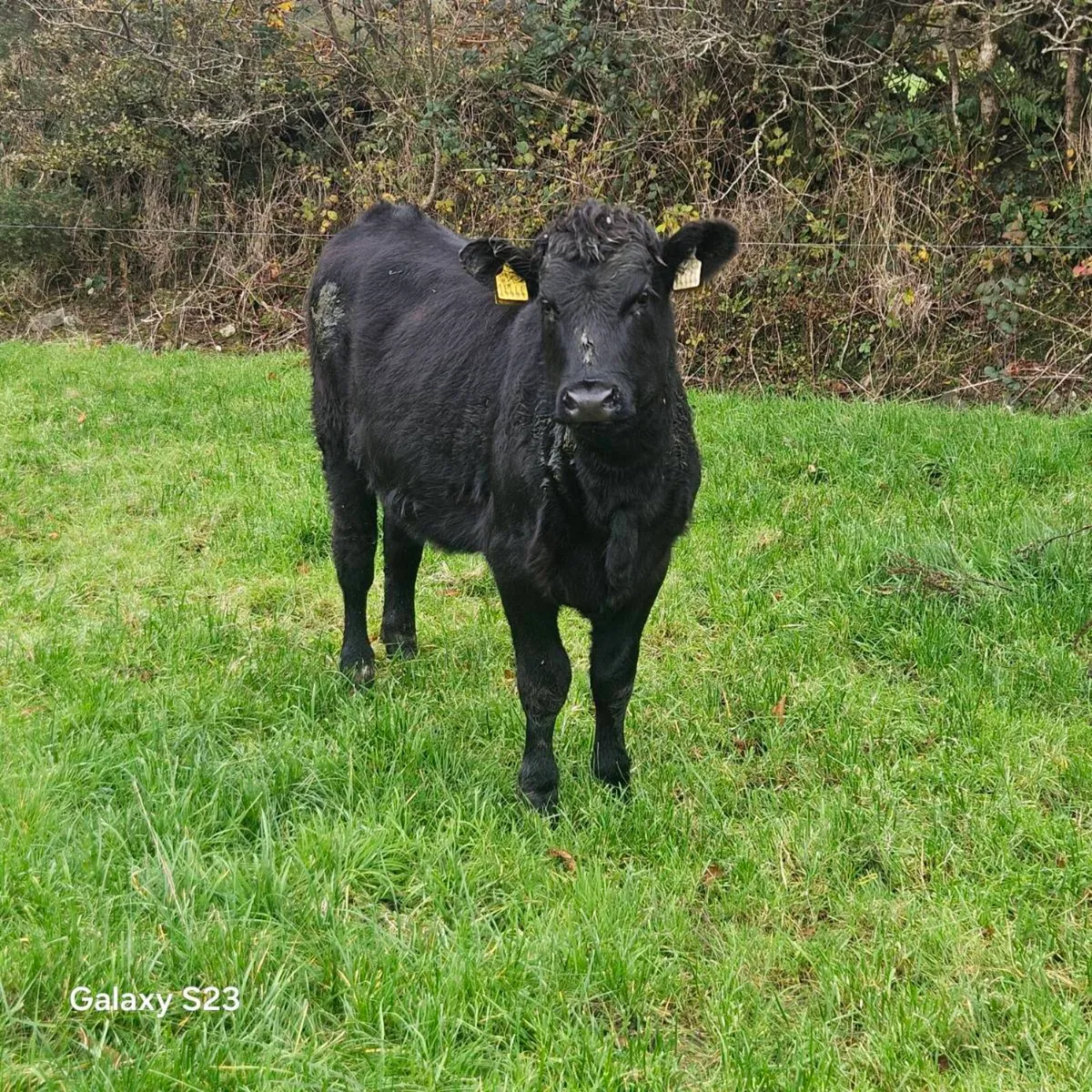 Angus Heifers - Image 1