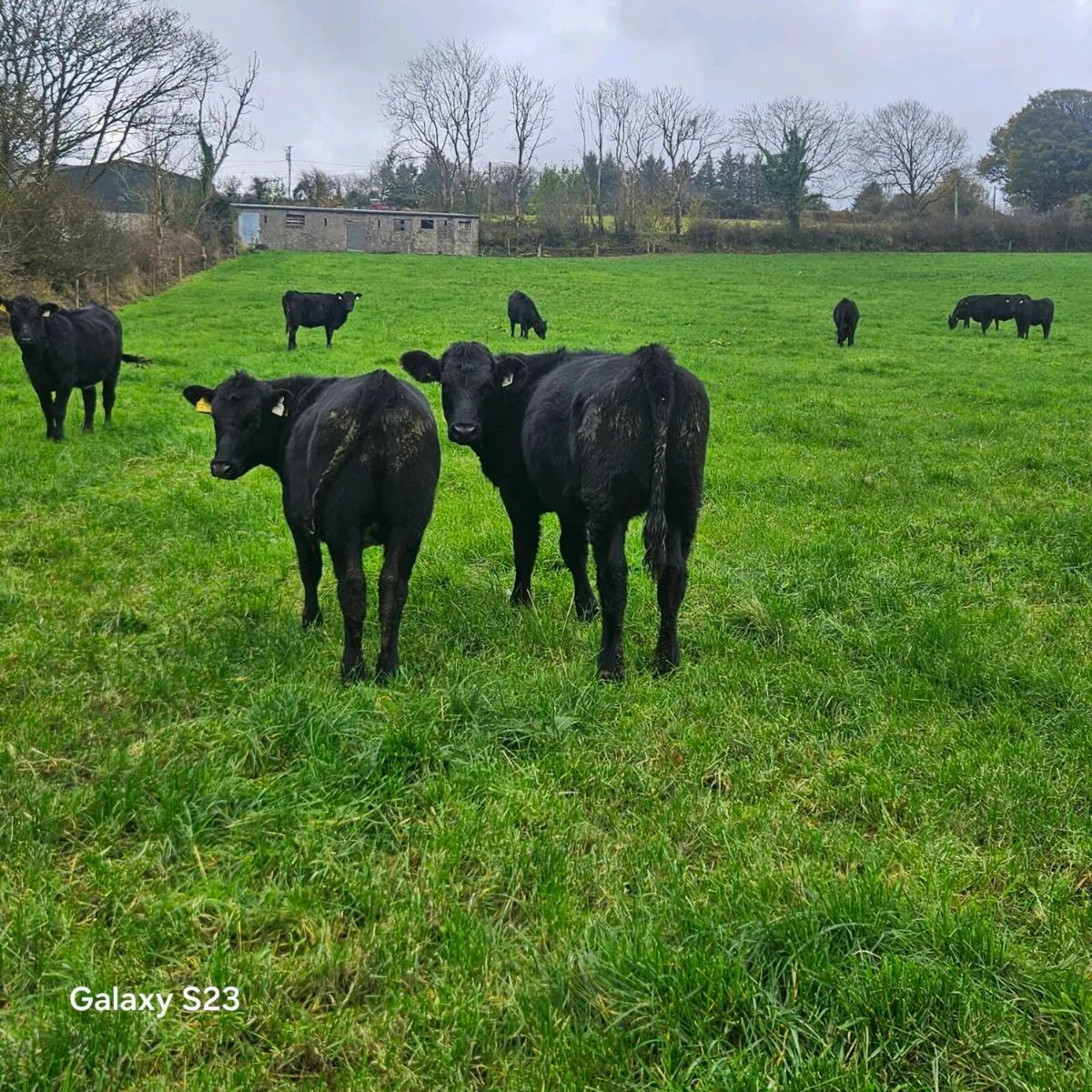 Angus Heifers - Image 2
