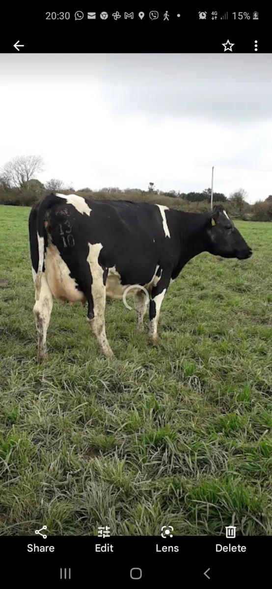 Young cows calved 2 months - Image 1