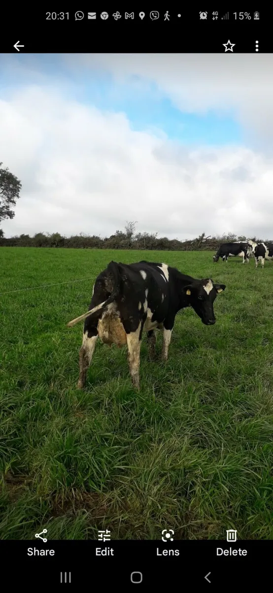 Young cows calved 2 months - Image 2