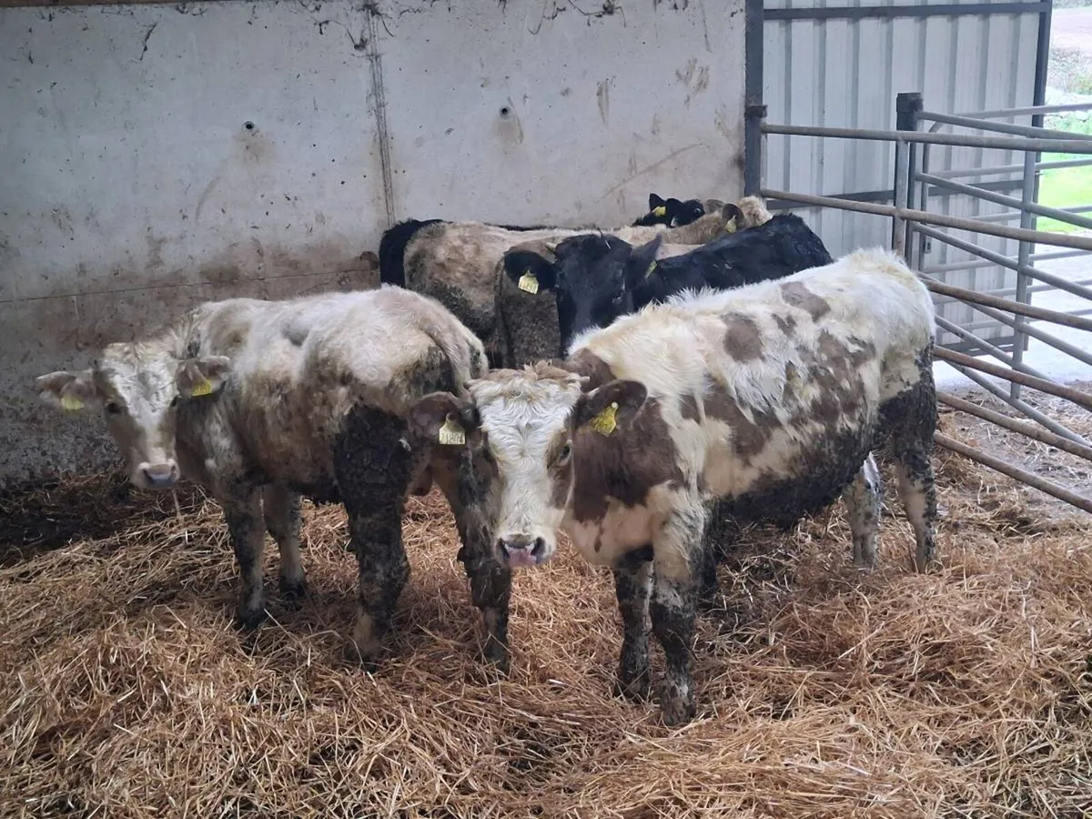 6 Charolais and Limousine Bull weanlings - Image 1