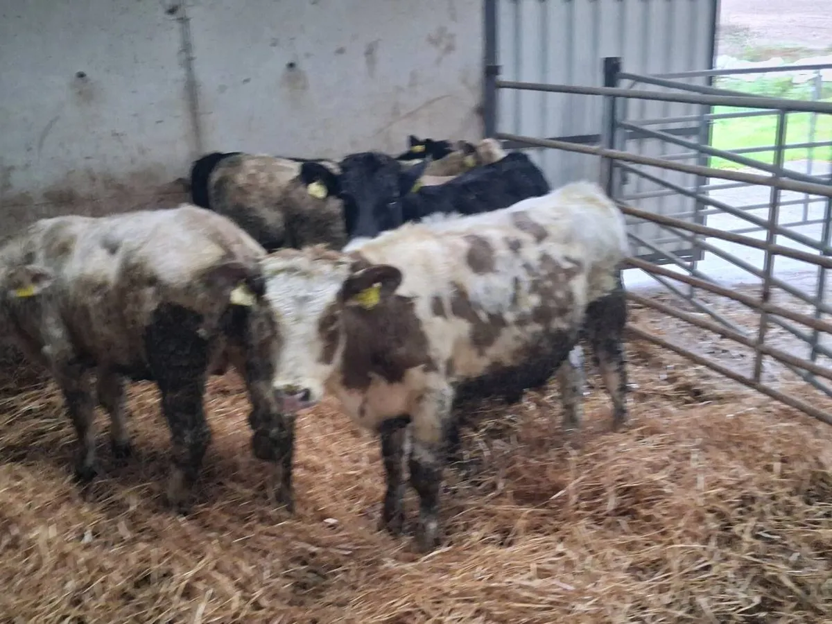 6 Charolais and Limousine Bull weanlings - Image 2