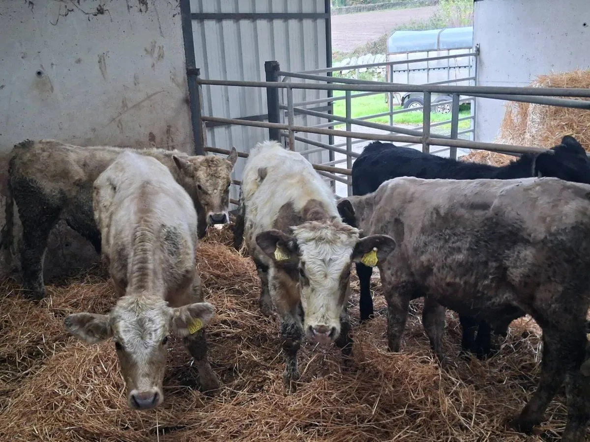 6 Charolais and Limousine Bull weanlings - Image 3