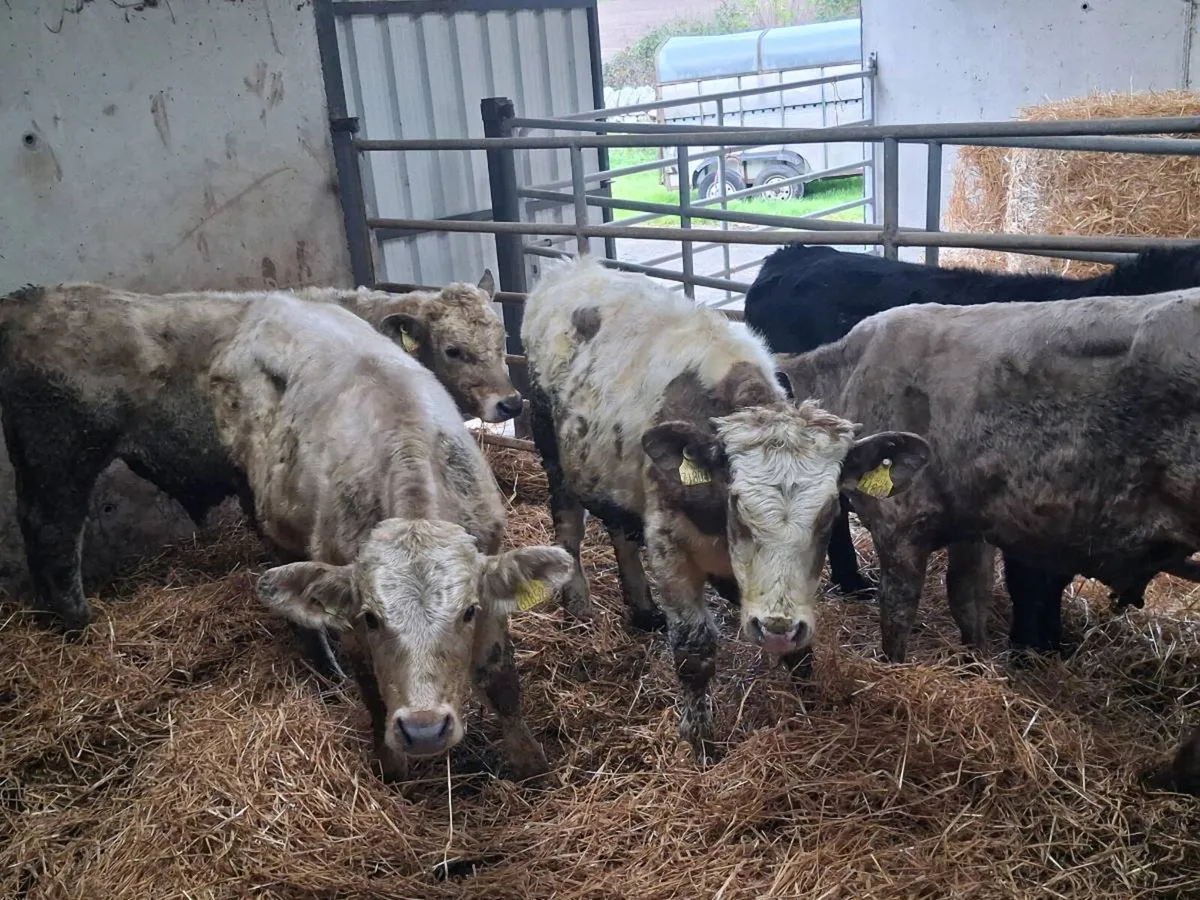 6 Charolais and Limousine Bull weanlings - Image 4