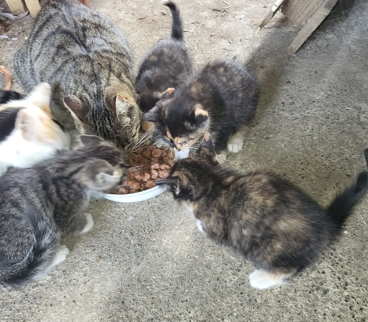 Kittens