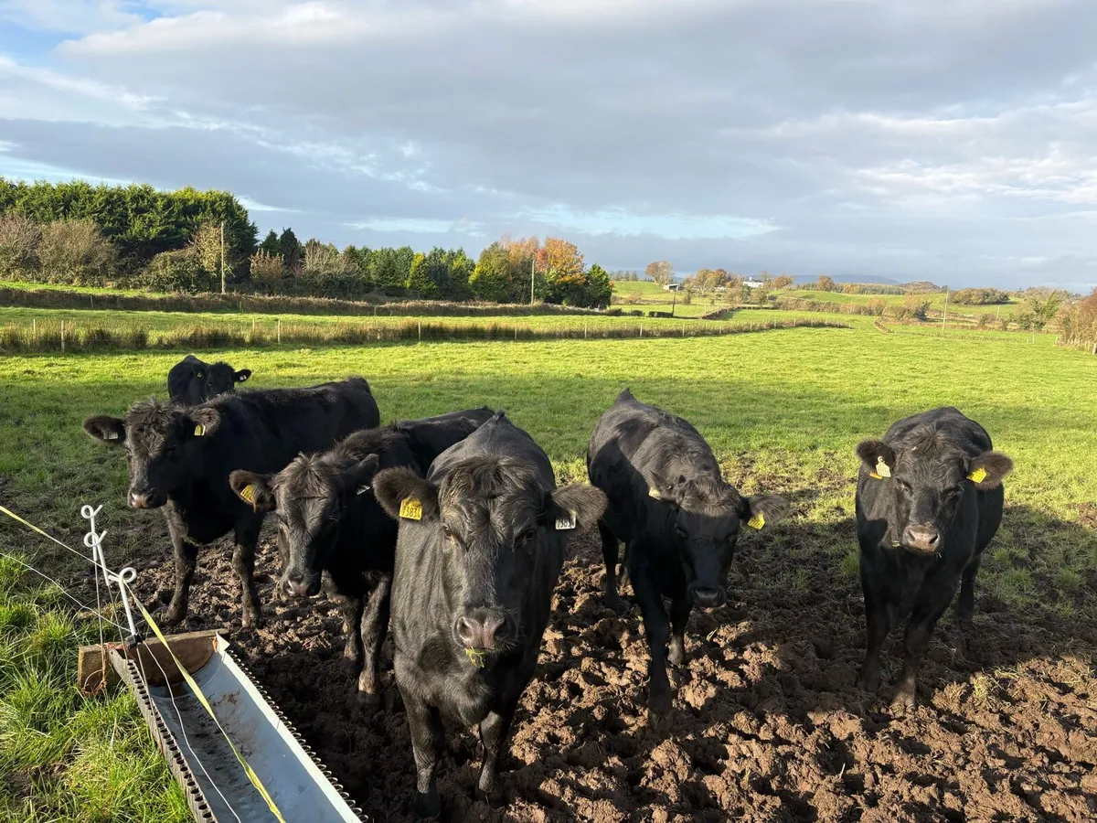 2025 Angus Heifers - Image 1