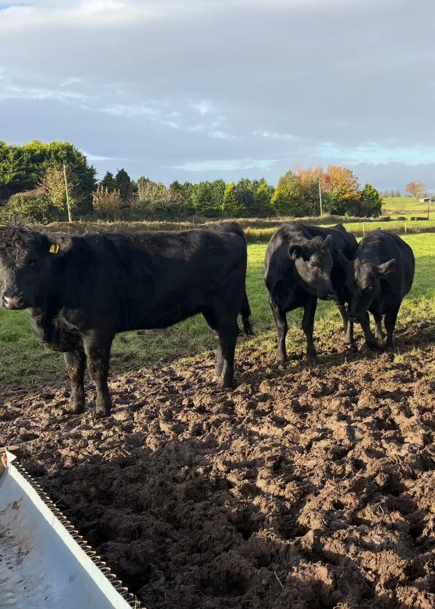 2025 Angus Heifers - Image 2