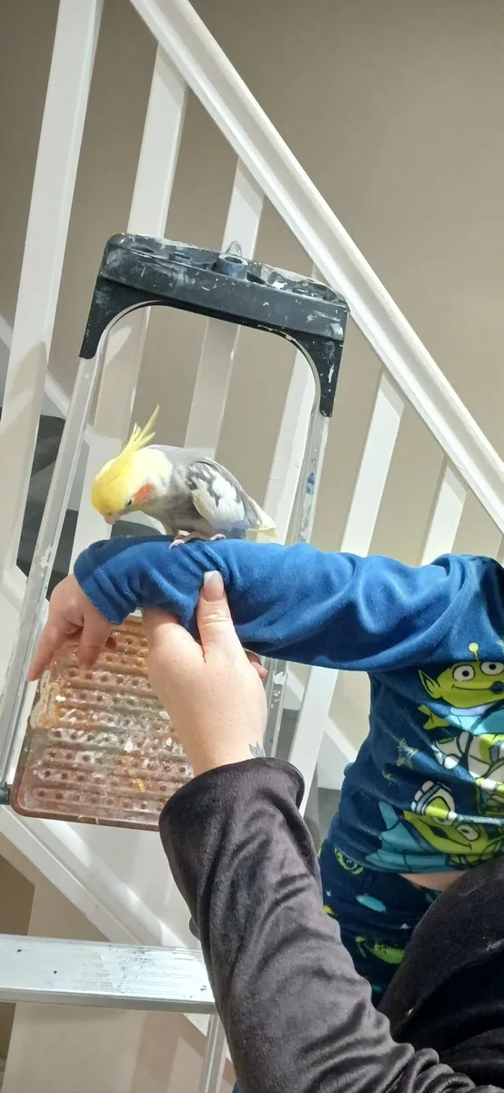 Hand reared cockatiel - Image 1