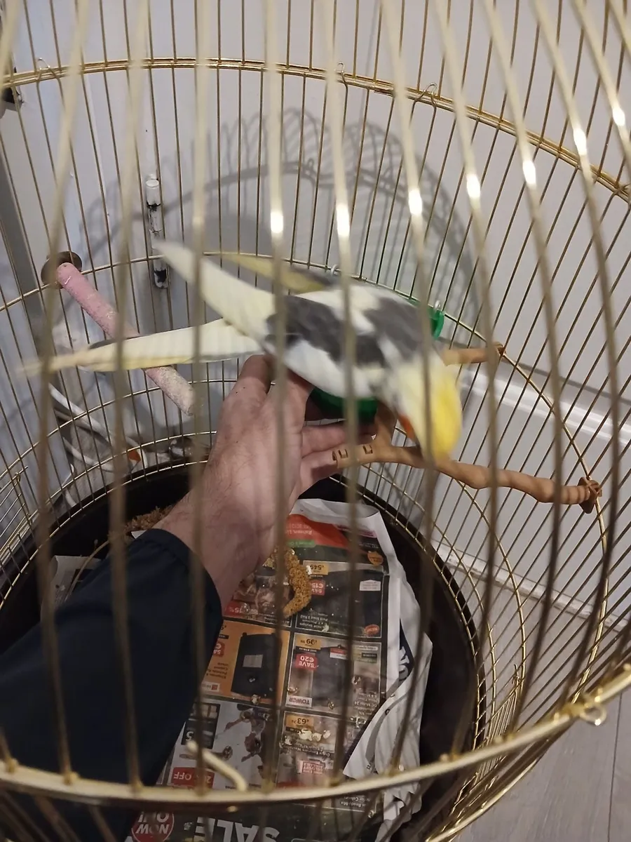 Hand reared cockatiel - Image 3