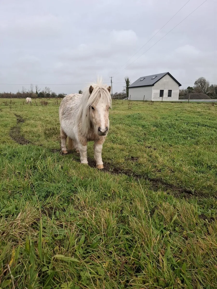Miniature mare - Image 1