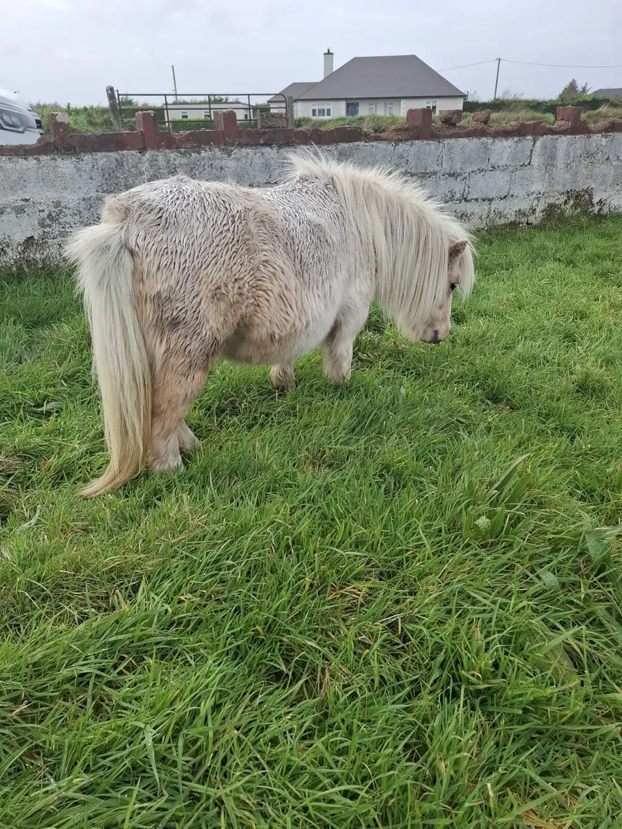 Miniature mare - Image 2