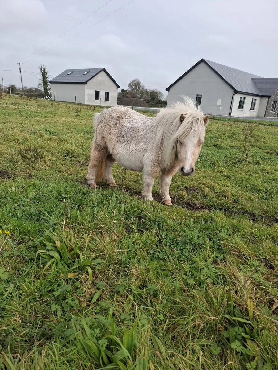 Miniature mare - Image 4