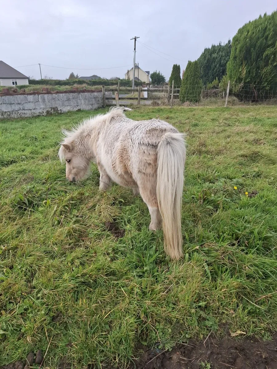 Miniature mare - Image 3