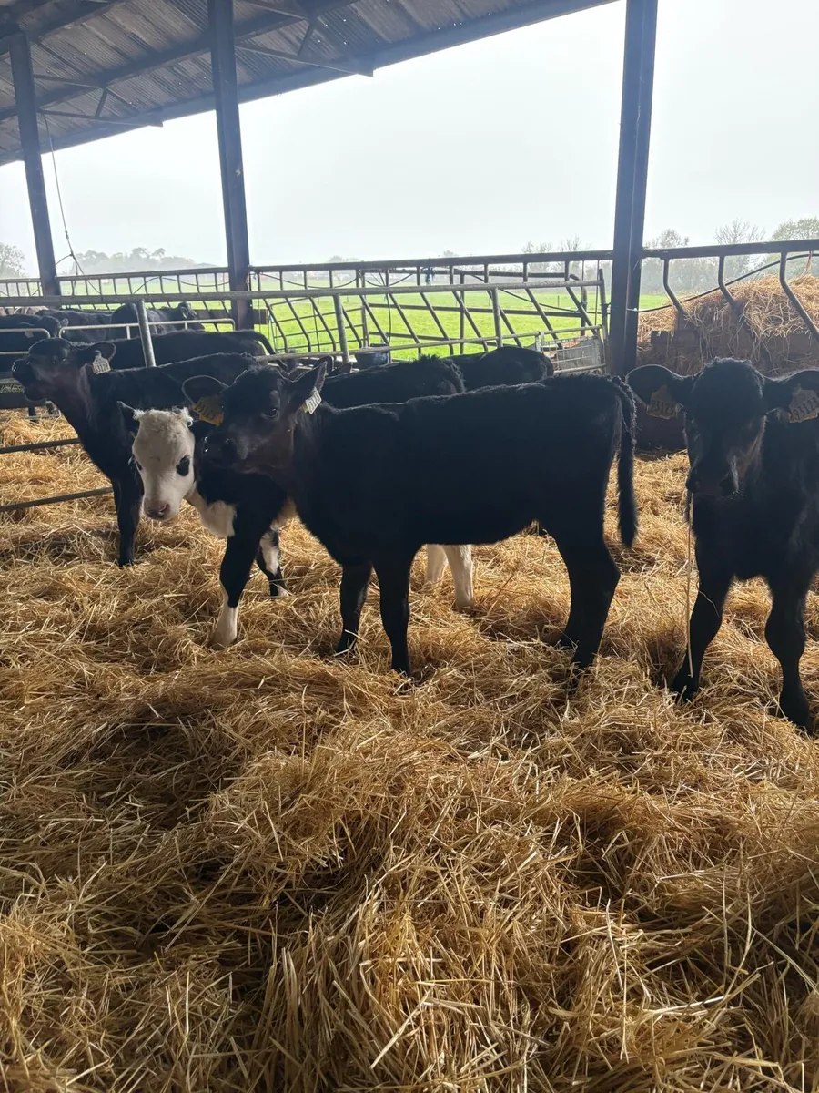 ⭐️Super Strong Angus and Hereford calves⭐️ - Image 2