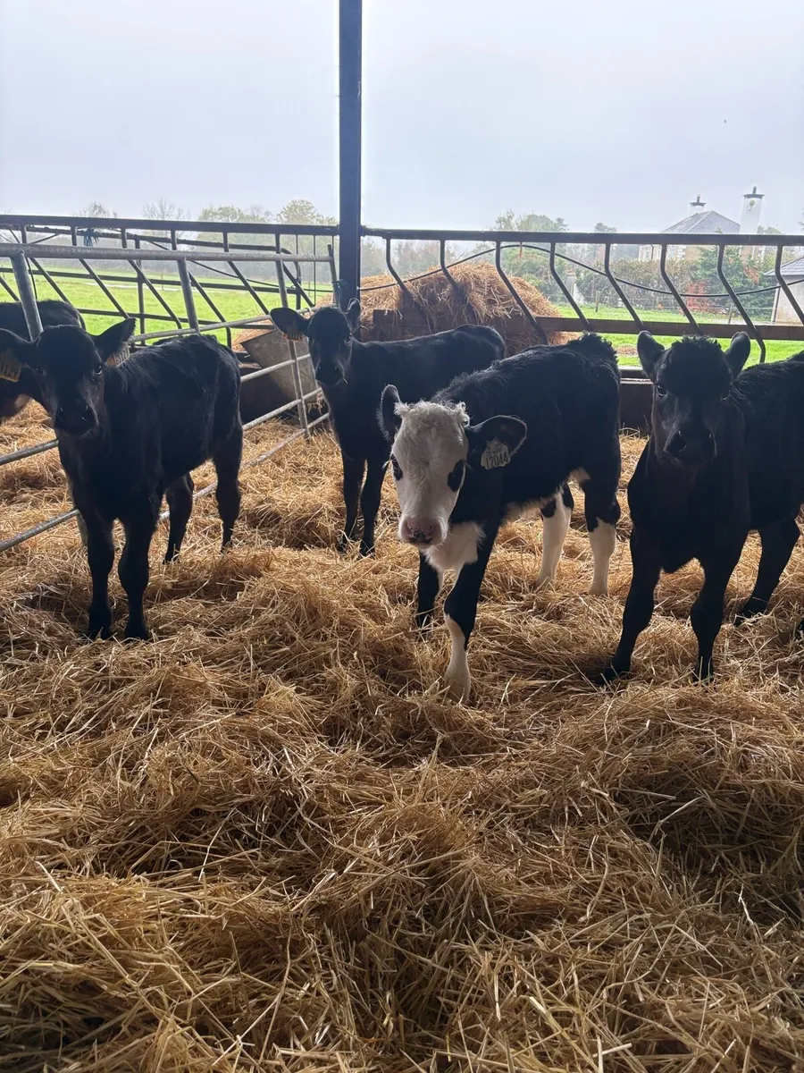 ⭐️Super Strong Angus and Hereford calves⭐️ - Image 3