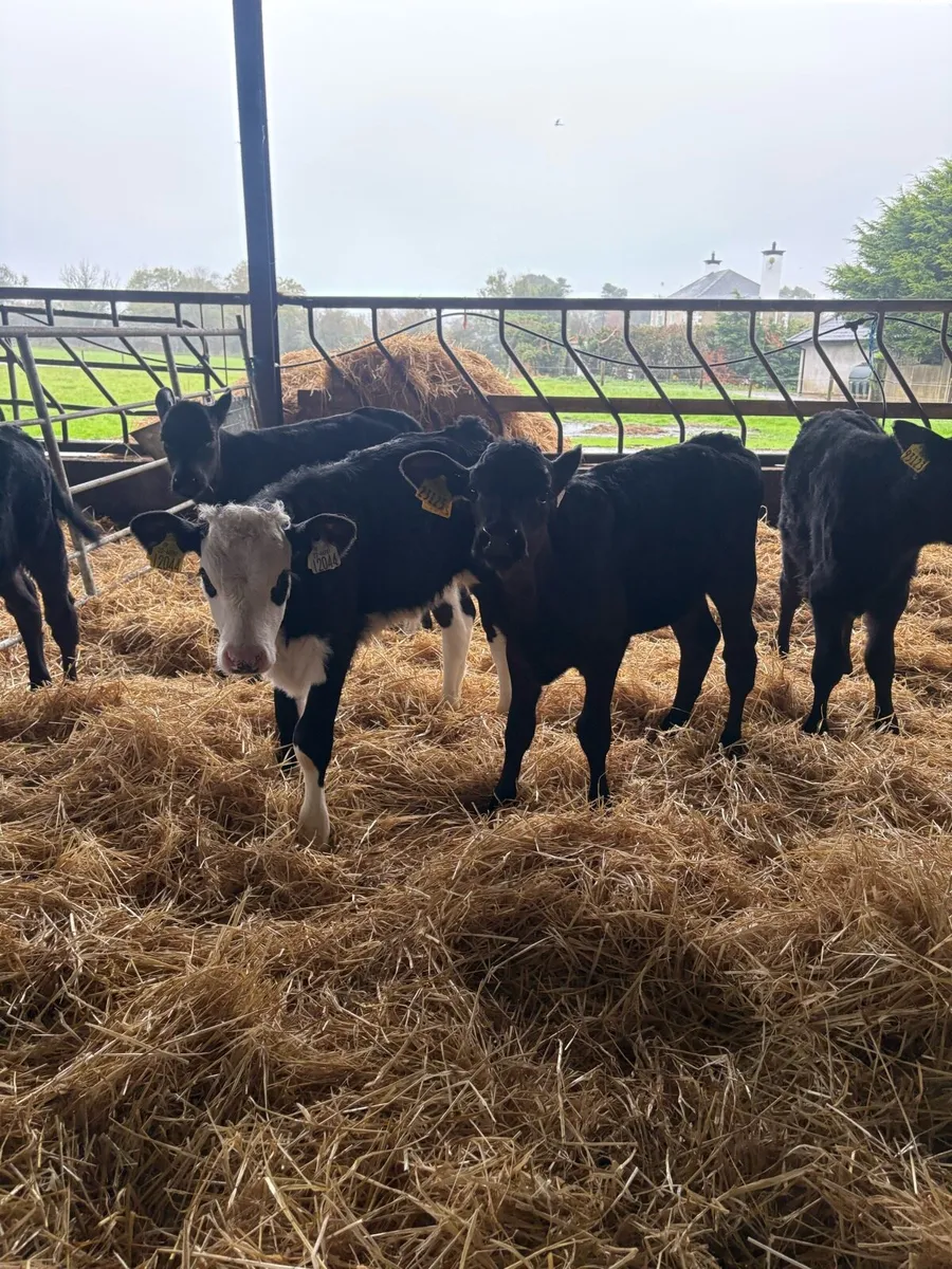 ⭐️Super Strong Angus and Hereford calves⭐️ - Image 4