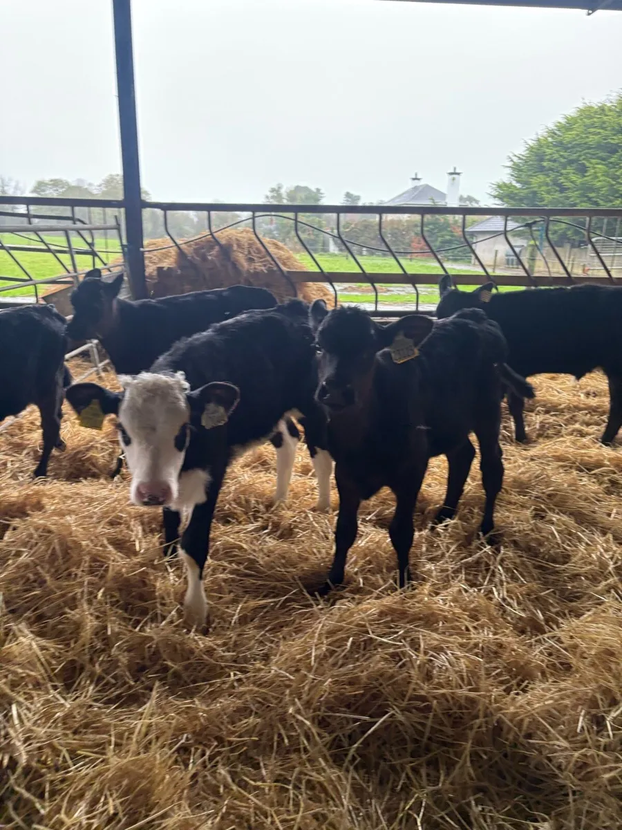 ⭐️Super Strong Angus and Hereford calves⭐️ - Image 1