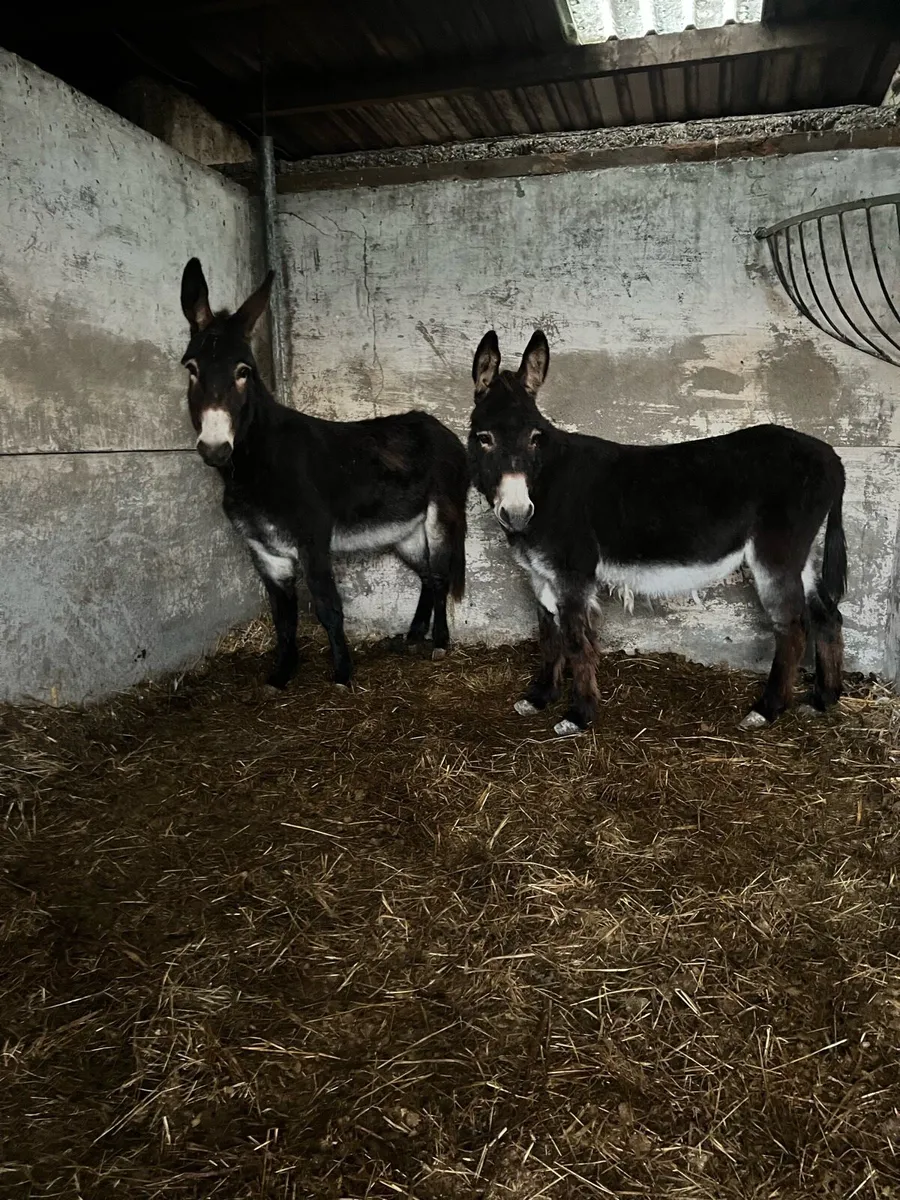 2 black mare donkeys - Image 1