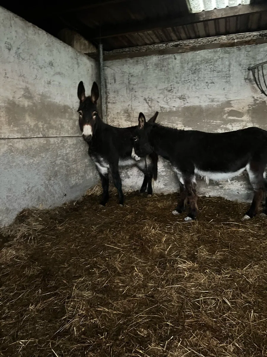 2 black mare donkeys - Image 2