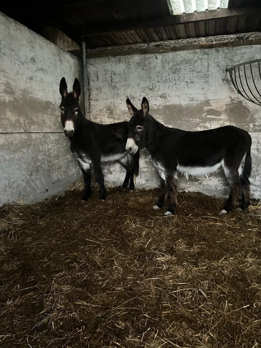 2 black mare donkeys - Image 3