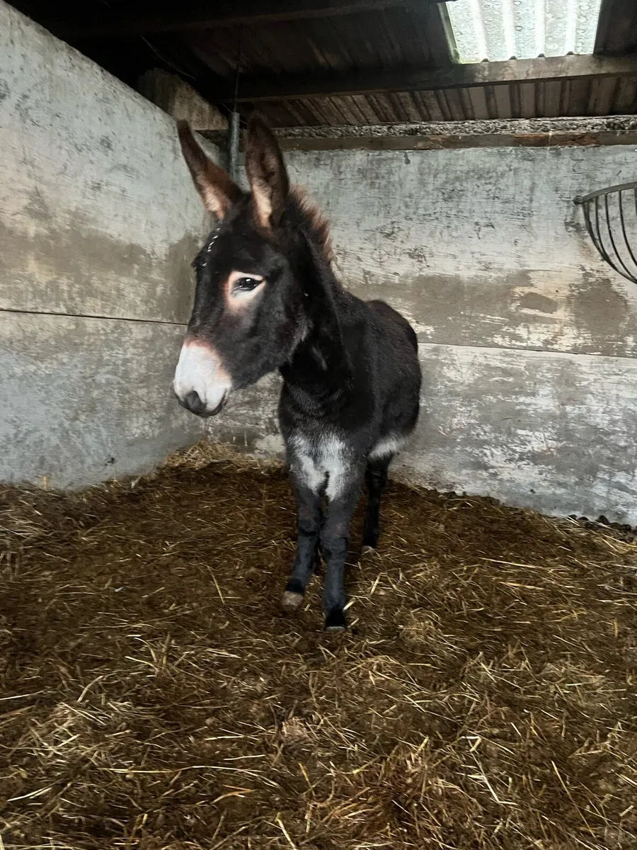2 black mare donkeys - Image 4