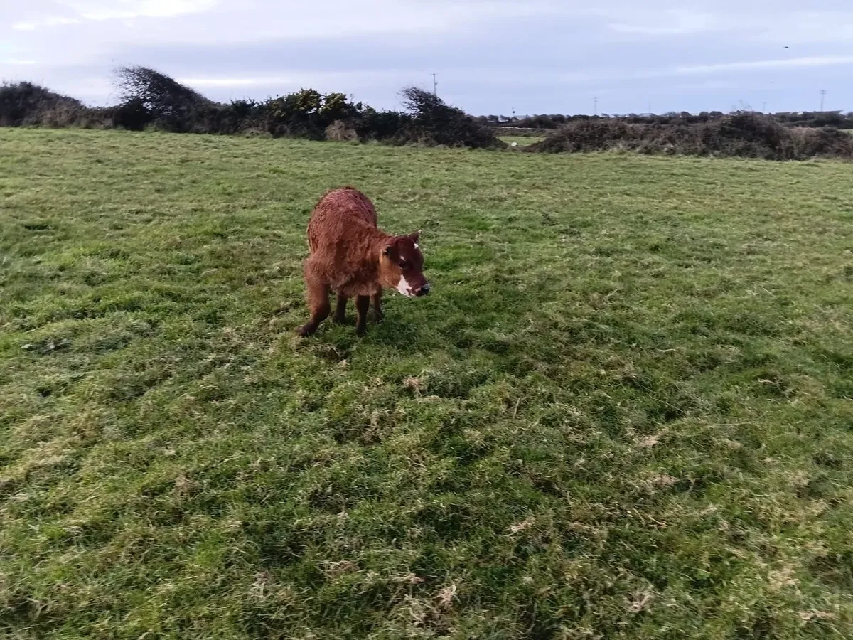 Red white head cow and calf - Image 3