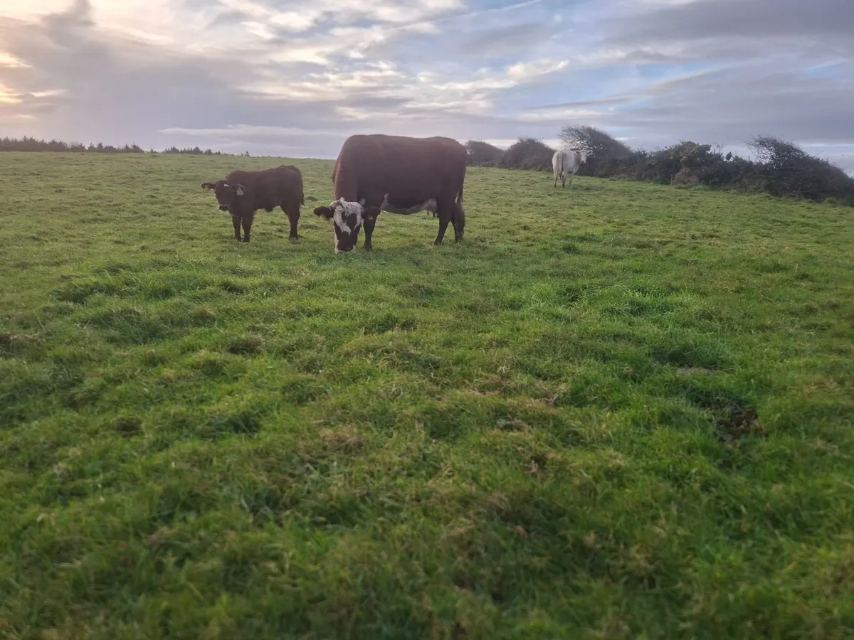Red white head cow and calf - Image 2