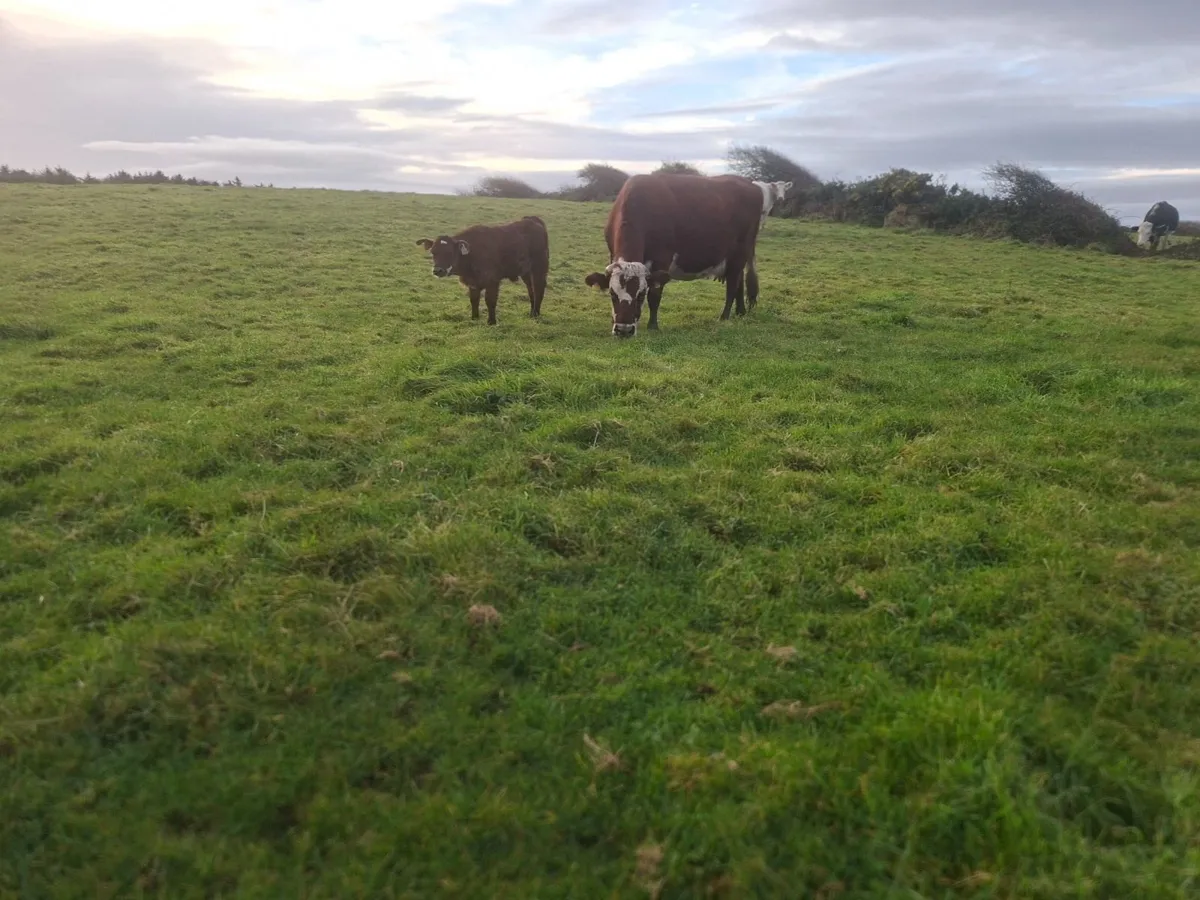 Red white head cow and calf - Image 4