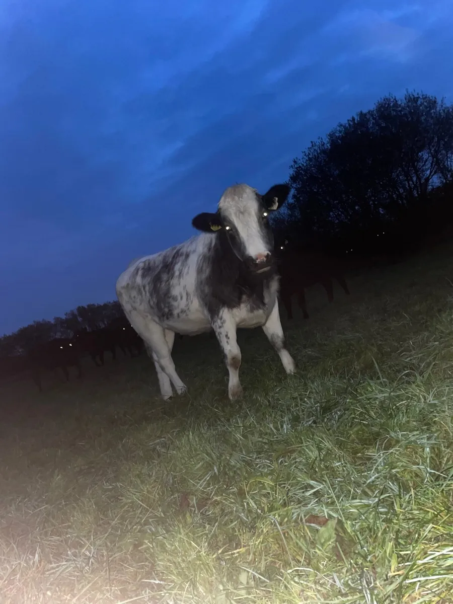 3 store heifers - Image 3